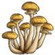MushroomHoney.png