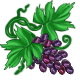 GrapeVines.png