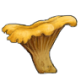 MushroomChanterelle.png