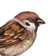 Sparrow.png
