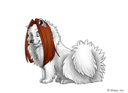 LonghairBrownSpitz.png