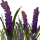 AfternoonForestWildflowers.png