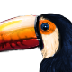 ToucanToco.png