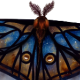 CosmicMoth.png