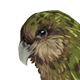 Kakapo.png