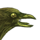 CorvidaeBrownTailed.png