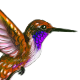 PurpleThroatedHummingbird.png