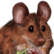 HolidayMouse.png