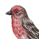 HouseFinch.png