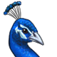 Peacock.png
