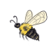 Bumblebees.png