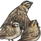 FlockofSparrows.png
