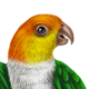 CaiqueWhiteBelly.png