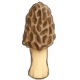 MushroomMorel.png