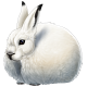 ArcticHare.png