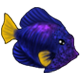 SaltWaterFish.png