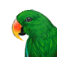 EclectusMale.png