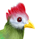 TuracoRedCrested.png