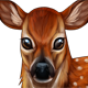 Fawn.png